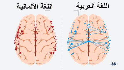 المناطق اللغوية الدماغية للناطقين باللغتين الألمانية والعربية.
